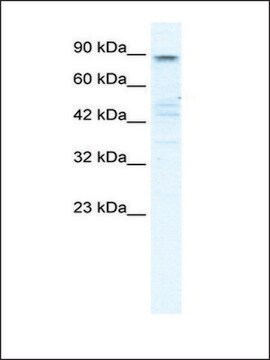 Anti-KCNQ2 (AB1) antibody produced in rabbit affinity isolated antibody