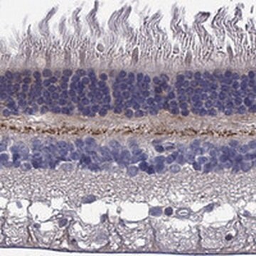 Anti-EGFLAM antibody produced in rabbit Prestige Antibodies&#174; Powered by Atlas Antibodies, affinity isolated antibody, buffered aqueous glycerol solution