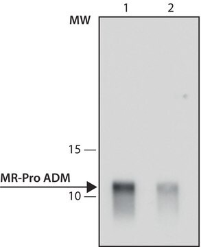 Anti-MR-Pro ADM antibody, Mouse monoclonal clone 2E12E6, purified from hybridoma cell culture