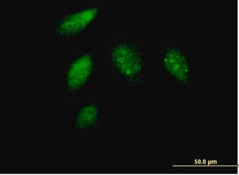 Anti-CCNG1 antibody produced in mouse purified immunoglobulin, buffered aqueous solution