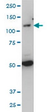 Anti-TLR7 Mouse mAb (2C9) liquid, clone 2C9, Calbiochem&#174;