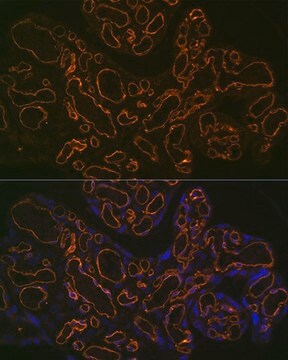 Anti-CD31/PECAM1 antibody produced in rabbit