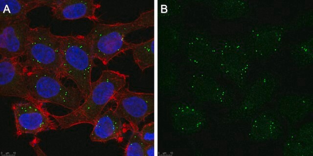 Anti-Collagen Type VII Antibody purified antibody, clone LH7.2, from mouse