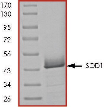 SOD1, GST tagged human recombinant, expressed in E. coli, &#8805;70% (SDS-PAGE), buffered aqueous glycerol solution