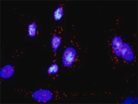 Monoclonal Anti-GADD45A antibody produced in mouse clone 3D12, purified immunoglobulin, buffered aqueous solution