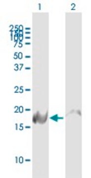 Anti-NDUFB6 antibody produced in mouse IgG fraction of antiserum, buffered aqueous solution