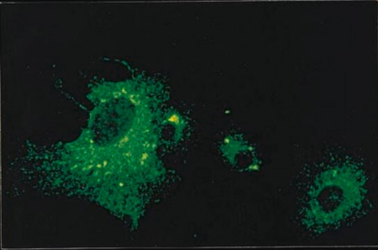 Anti-Parainfluenza 1 Antibody, clone 251/12A ascites fluid, clone 251/12A, Chemicon&#174;