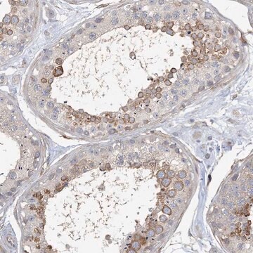 Anti-MAP4K5 antibody produced in rabbit Prestige Antibodies&#174; Powered by Atlas Antibodies, affinity isolated antibody, buffered aqueous glycerol solution