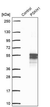 Anti-PSKH1 antibody produced in rabbit Prestige Antibodies&#174; Powered by Atlas Antibodies, affinity isolated antibody, buffered aqueous glycerol solution