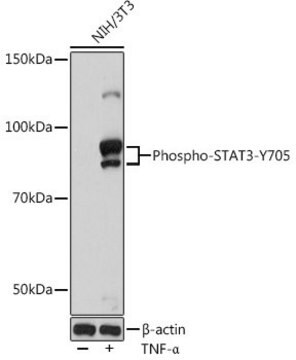 Anti-Phospho-STAT3-Y705 antibody produced in rabbit