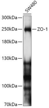 Anti-ZO-1 antibody produced in rabbit