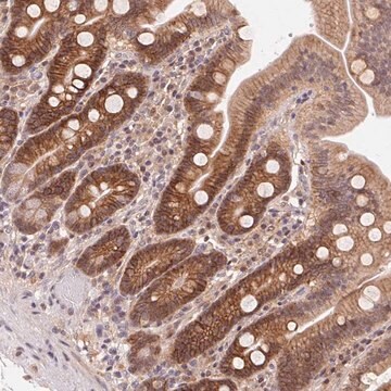 Anti-SLC52A2 antibody produced in rabbit Prestige Antibodies&#174; Powered by Atlas Antibodies, affinity isolated antibody, buffered aqueous glycerol solution