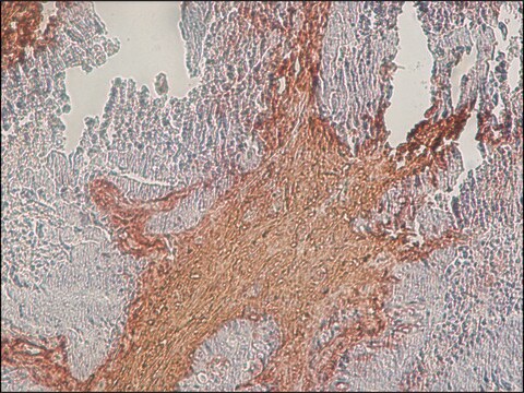 Anti-Chondroitin Sulfate antibody, Mouse monoclonal clone CS-56, purified from hybridoma cell culture