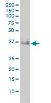 Monoclonal Anti-GRHPR antibody produced in mouse clone 4E6-1F2, purified immunoglobulin, buffered aqueous solution