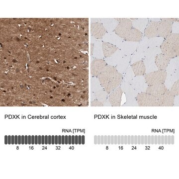 Anti-PDXK antibody produced in rabbit Prestige Antibodies&#174; Powered by Atlas Antibodies, affinity isolated antibody, buffered aqueous glycerol solution