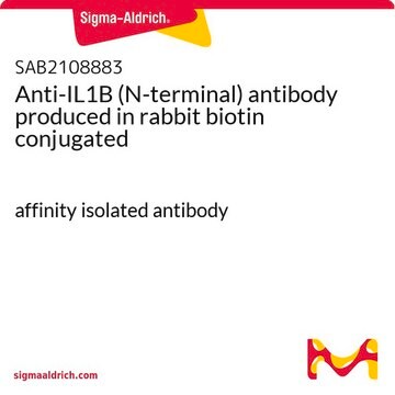 Anti-IL1B (N-terminal) antibody produced in rabbit biotin conjugated affinity isolated antibody