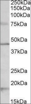 Anti-Htr1a antibody produced in goat affinity isolated antibody, buffered aqueous solution