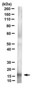 Anti-Angiogenin Antibody, clone C527 clone C527, from mouse