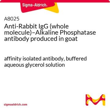 Anti-Rabbit IgG (whole molecule)–Alkaline Phosphatase antibody produced in goat affinity isolated antibody, buffered aqueous glycerol solution