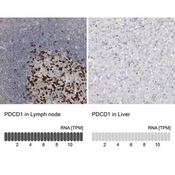 Anti-PDCD1 antibody produced in rabbit Prestige Antibodies&#174; Powered by Atlas Antibodies, affinity isolated antibody, buffered aqueous glycerol solution