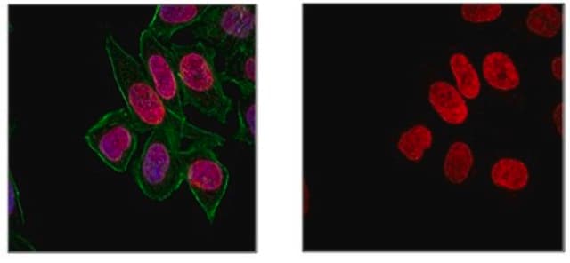 Anti-trimethyl Histone H3 (Lys27), Alexa Fluor&#8482; 555 Conjugate Antibody from rabbit, ALEXA FLUOR&#8482; 555