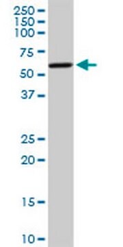 Anti-CYP19A1 Rabbit pAb liquid, Calbiochem&#174;