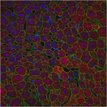 Anti-Arginase-1 Antibody from chicken