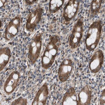 Anti-OTUD5 antibody produced in rabbit Prestige Antibodies&#174; Powered by Atlas Antibodies, affinity isolated antibody, buffered aqueous glycerol solution