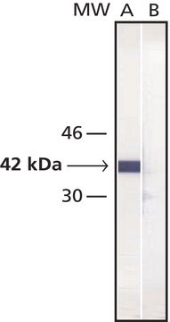 Monoclonal Anti-Maltose Binding Protein antibody produced in mouse clone MBP-17, ascites fluid