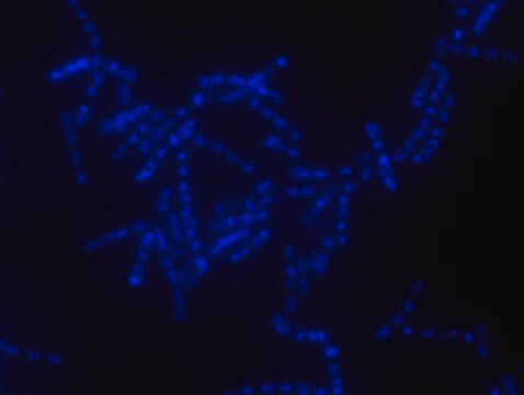 Alphaproteobacteria FISH probe-Cy3 Probe for fluorescence in situ hybridization (FISH), 20&#160;&#956;M in water