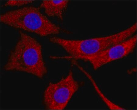 Anti-Galectin-8 antibody, Mouse monoclonal ~1.0&#160;mg/mL, clone VA-11.25, purified from hybridoma cell culture