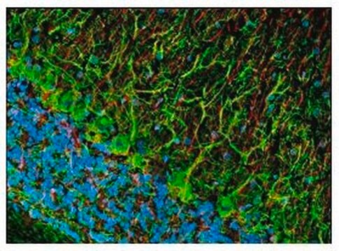 Anti-Pan-Neuronal Neurofilament Marker Mouse mAb (SMI-311) liquid, clone SMI-311, Calbiochem&#174;