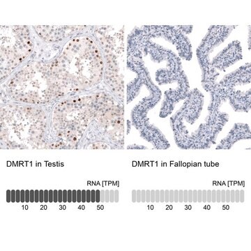 Anti-DMRT1 antibody produced in rabbit Prestige Antibodies&#174; Powered by Atlas Antibodies, affinity isolated antibody, buffered aqueous glycerol solution