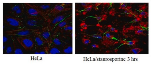 Anti-Caspase3 (active form) Antibody, clone 3D9.3 clone 3D9.3, from mouse