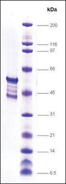 p52 human recombinant, expressed in E. coli, &#8805;70% (SDS-PAGE)