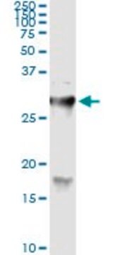 Monoclonal Anti-HYAL1 antibody produced in mouse clone 2H7, purified immunoglobulin, buffered aqueous solution