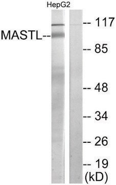 Anti-MASTL antibody produced in rabbit affinity isolated antibody