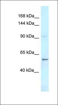 Anti-AFF3 antibody produced in rabbit affinity isolated antibody