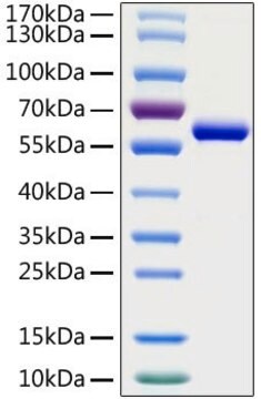 Recombinant 2019-nCoV Spike RBD Protein with mFc tag