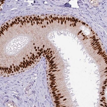 Anti-TFAP2B antibody produced in rabbit Prestige Antibodies&#174; Powered by Atlas Antibodies, affinity isolated antibody, buffered aqueous glycerol solution