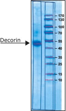 Decorin from bovine articular cartilage salt-free, lyophilized powder