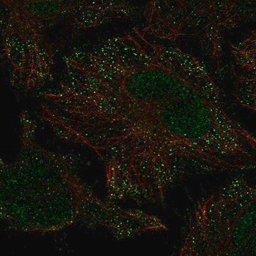 Anti-PIEZO2 antibody produced in rabbit Prestige Antibodies&#174; Powered by Atlas Antibodies, affinity isolated antibody