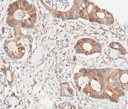 Anti-Nucleobindin-2/Nestafin-1 Antibody, clone 3B3.1 clone 3B3.1, from mouse