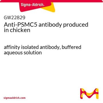 Anti-PSMC5 antibody produced in chicken affinity isolated antibody, buffered aqueous solution