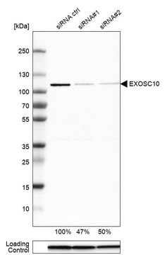 Anti-EXOSC10 antibody produced in rabbit Prestige Antibodies&#174; Powered by Atlas Antibodies, affinity isolated antibody, buffered aqueous glycerol solution, ab1