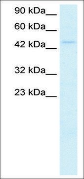 Anti-MyCN antibody produced in rabbit IgG fraction of antiserum