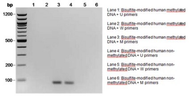 CpGenome Human Non-Methylated DNA Standard Set It is intended for use as a negative control in gene methylation studies, such as bisulfite conversion of DNA with the CpGenome Turbo Bisulfite Modification Kit.