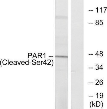 Anti-PAR1 (Cleaved-Ser42), N-Terminal antibody produced in rabbit affinity isolated antibody