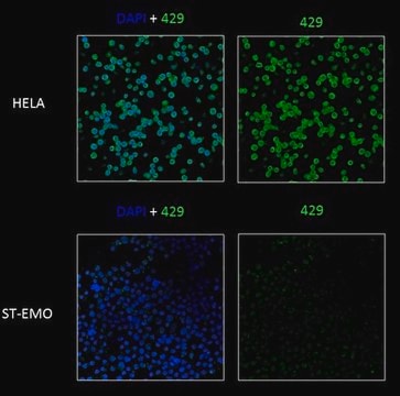 Anti-TAP2 Antibody, clone 429.4 clone 429.4, from mouse