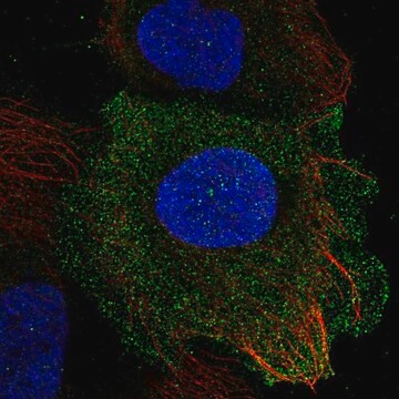 Anti-PLAC8 antibody produced in rabbit Prestige Antibodies&#174; Powered by Atlas Antibodies, affinity isolated antibody